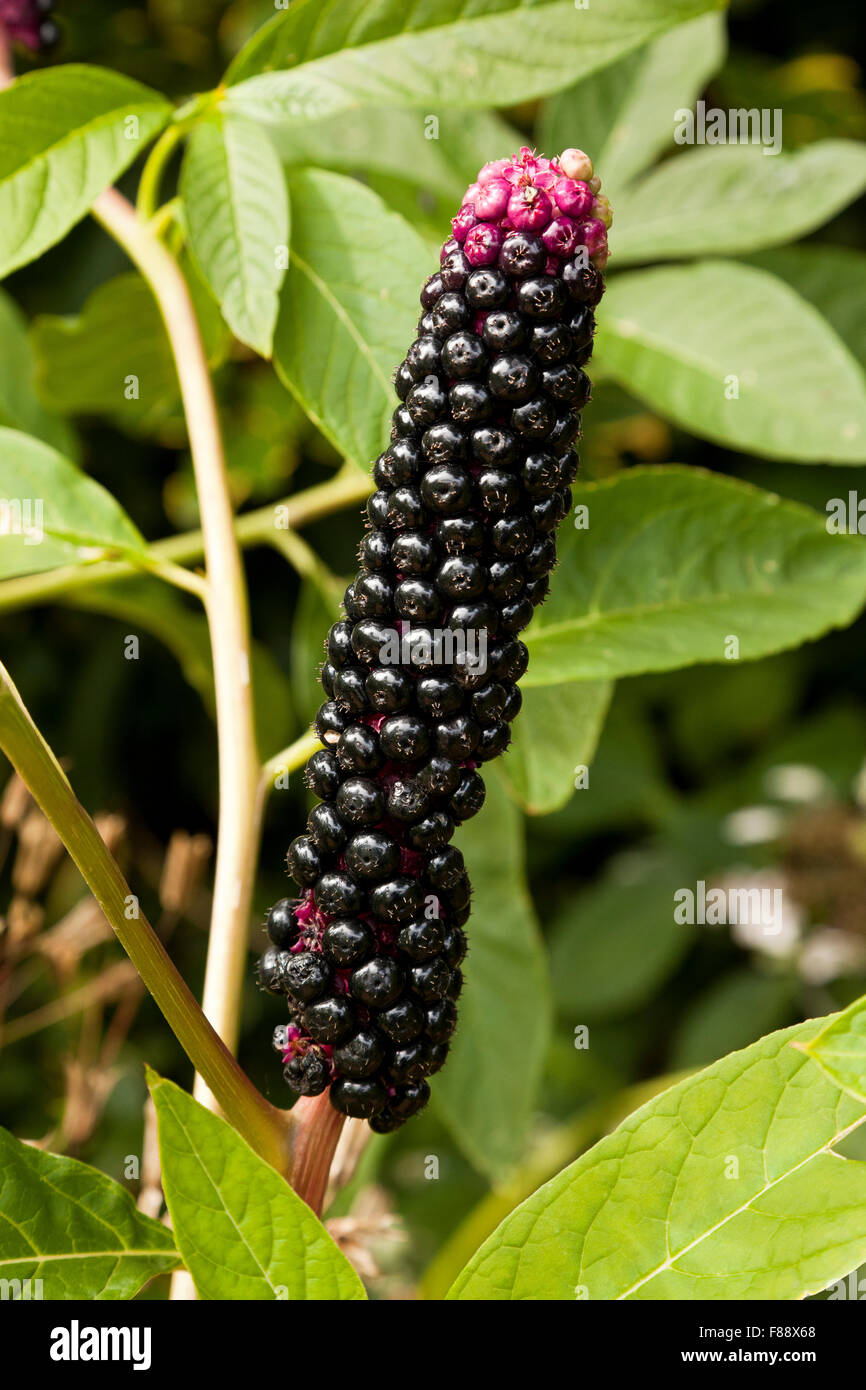 Bacche di Pokeweed Foto Stock