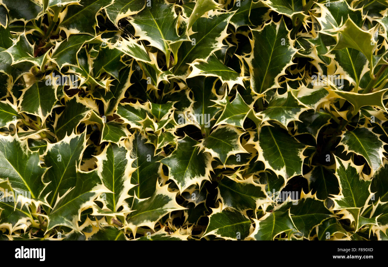 Le variegate Holly Foto Stock