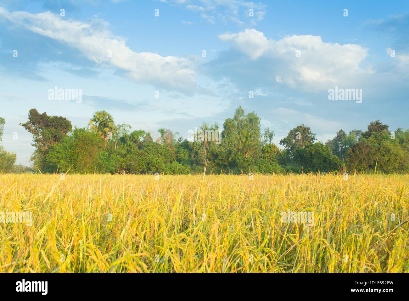 I campi di riso raccolto in attesa(Asia, Thailandia, Upcountry) Foto Stock