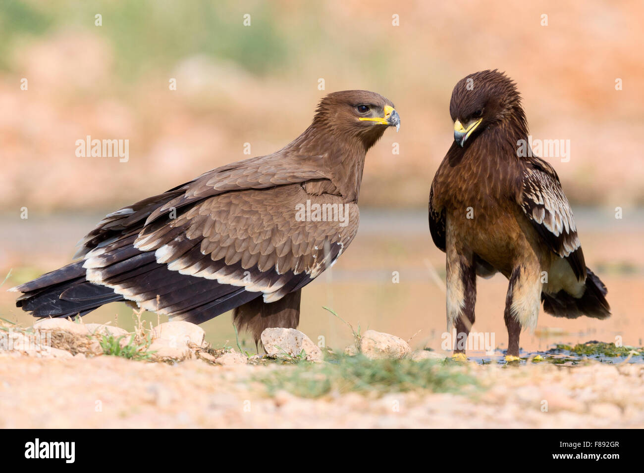 Steppa Eagle (Aquila nipalensis), giovanile insieme con una maggiore Spotted Eagle, Salalah, Dhofar, Oman Foto Stock