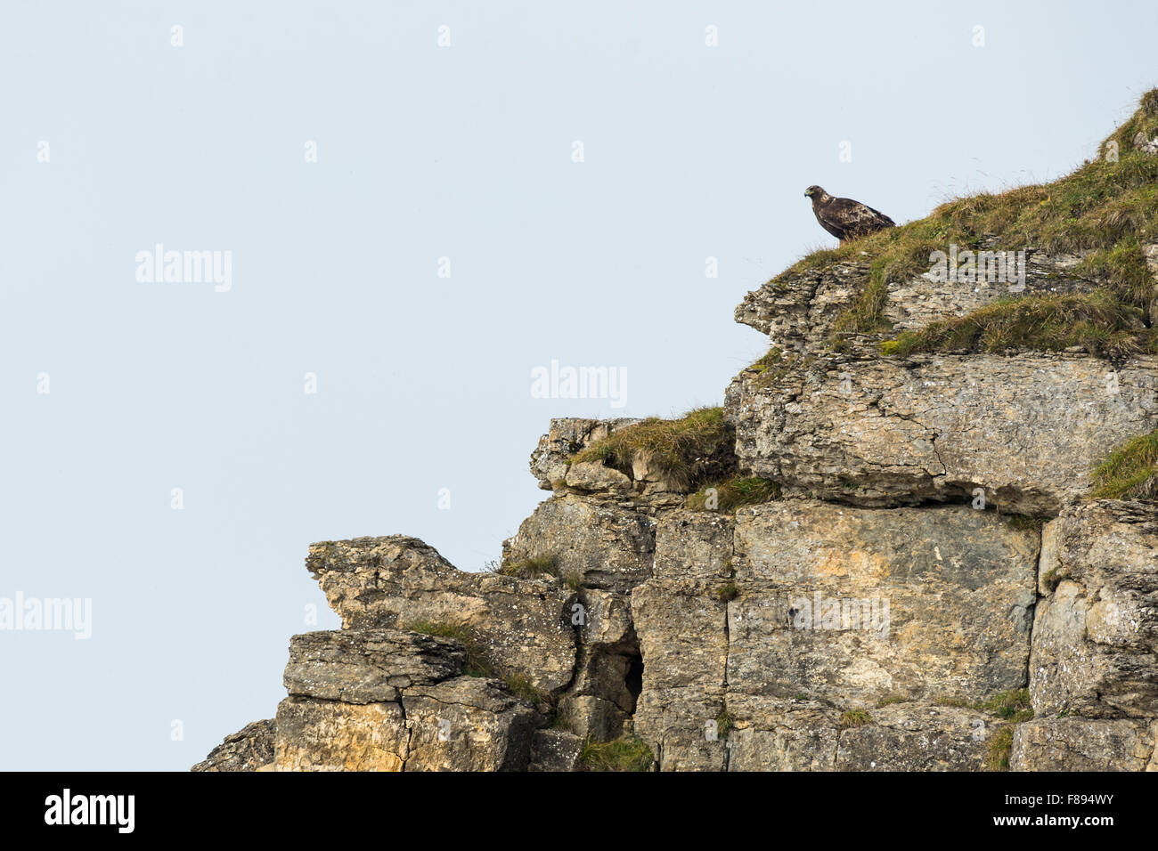 Golden Eagle / Steinadler ( Aquila chrysaetos ) si siede in alto su un crinale montuoso, in ambiente naturale, tipico comportamento. Foto Stock