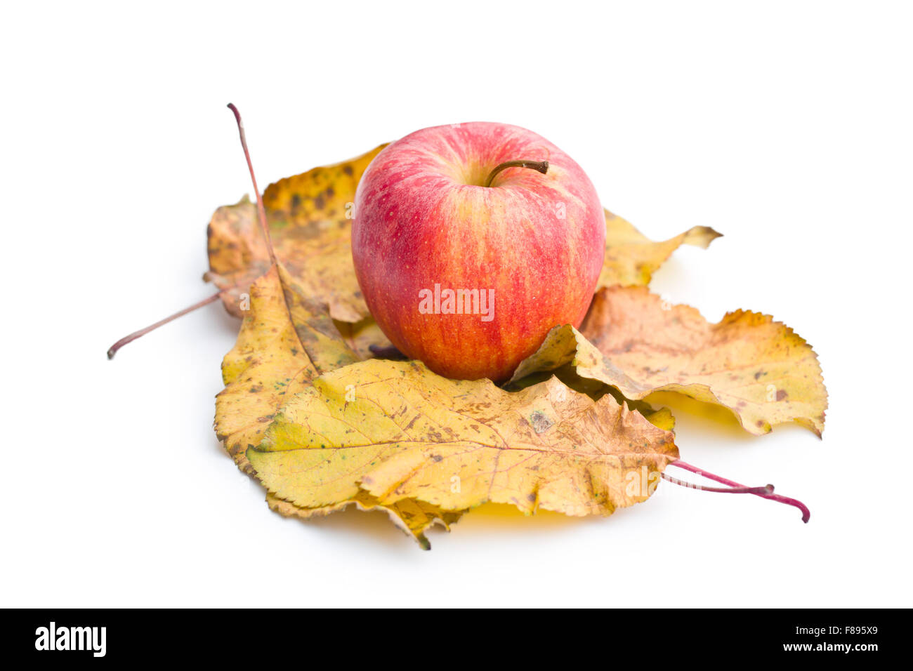 Autunno apple e foglie su sfondo bianco Foto Stock
