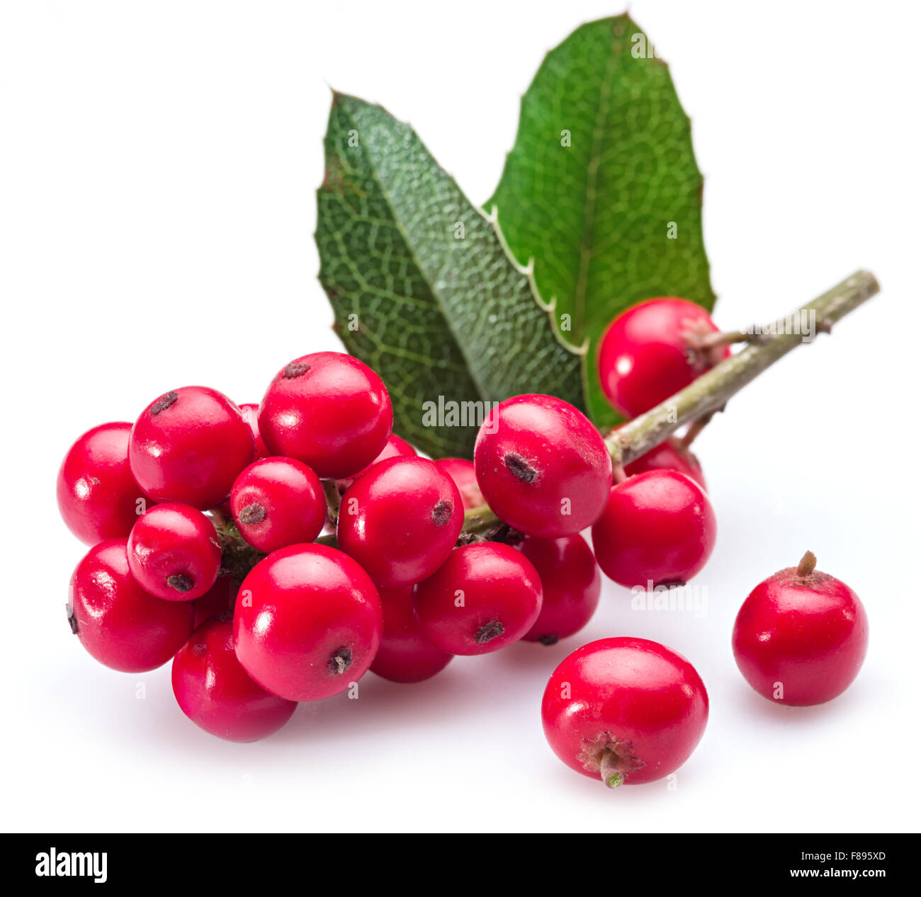 Unione Holly (leccio) foglie e frutta su uno sfondo bianco. Foto Stock