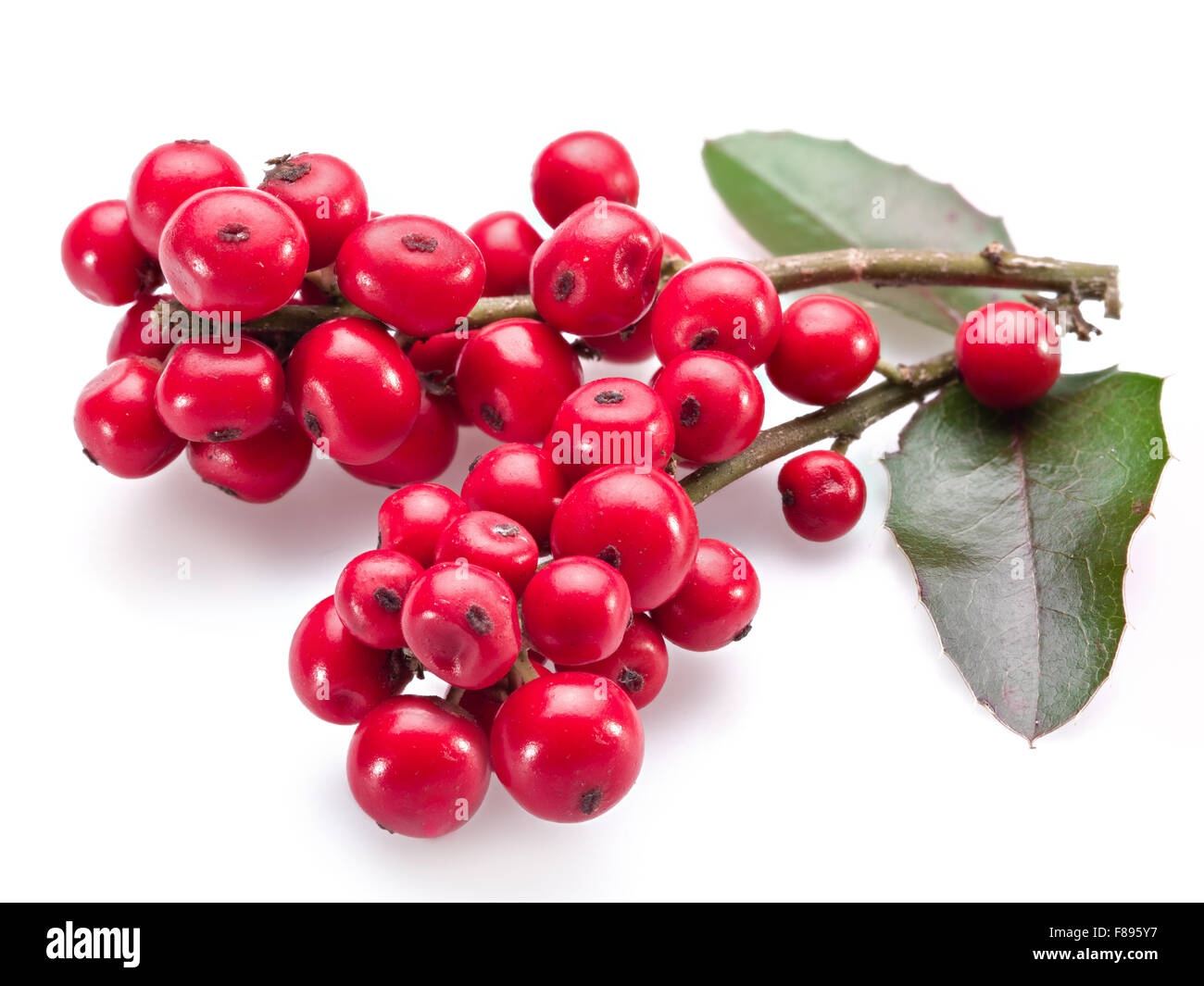 Unione Holly (leccio) foglie e frutta su uno sfondo bianco. Foto Stock