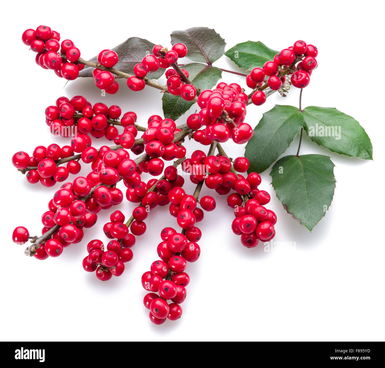 Unione Holly (leccio) foglie e frutta su uno sfondo bianco. Foto Stock