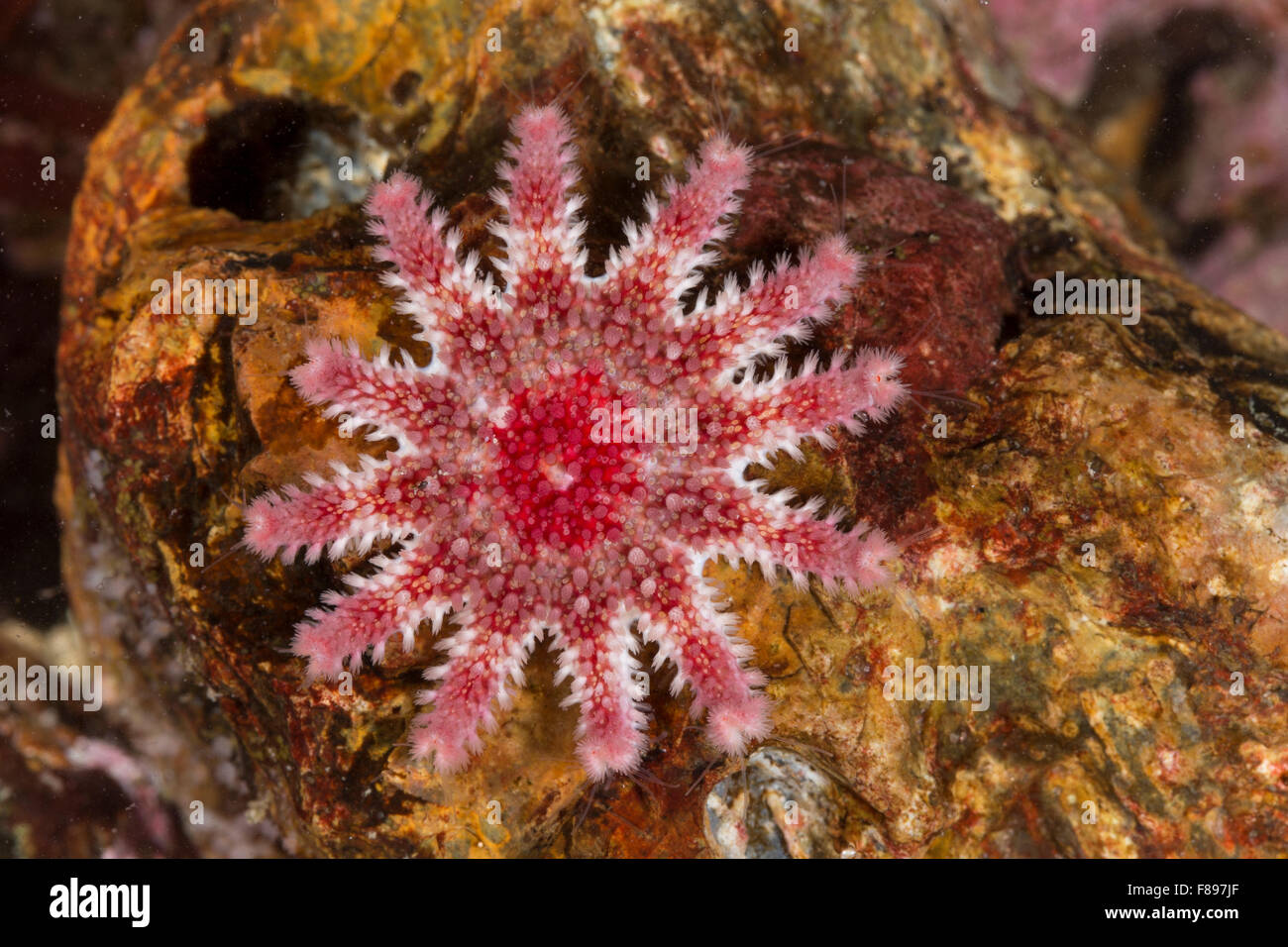 Comune di sun star, sunstar, spinoso sun star, stella di mare, mare-star, Sonnenstern, Seesonne, Crossaster papposus, Solaster papposus Foto Stock