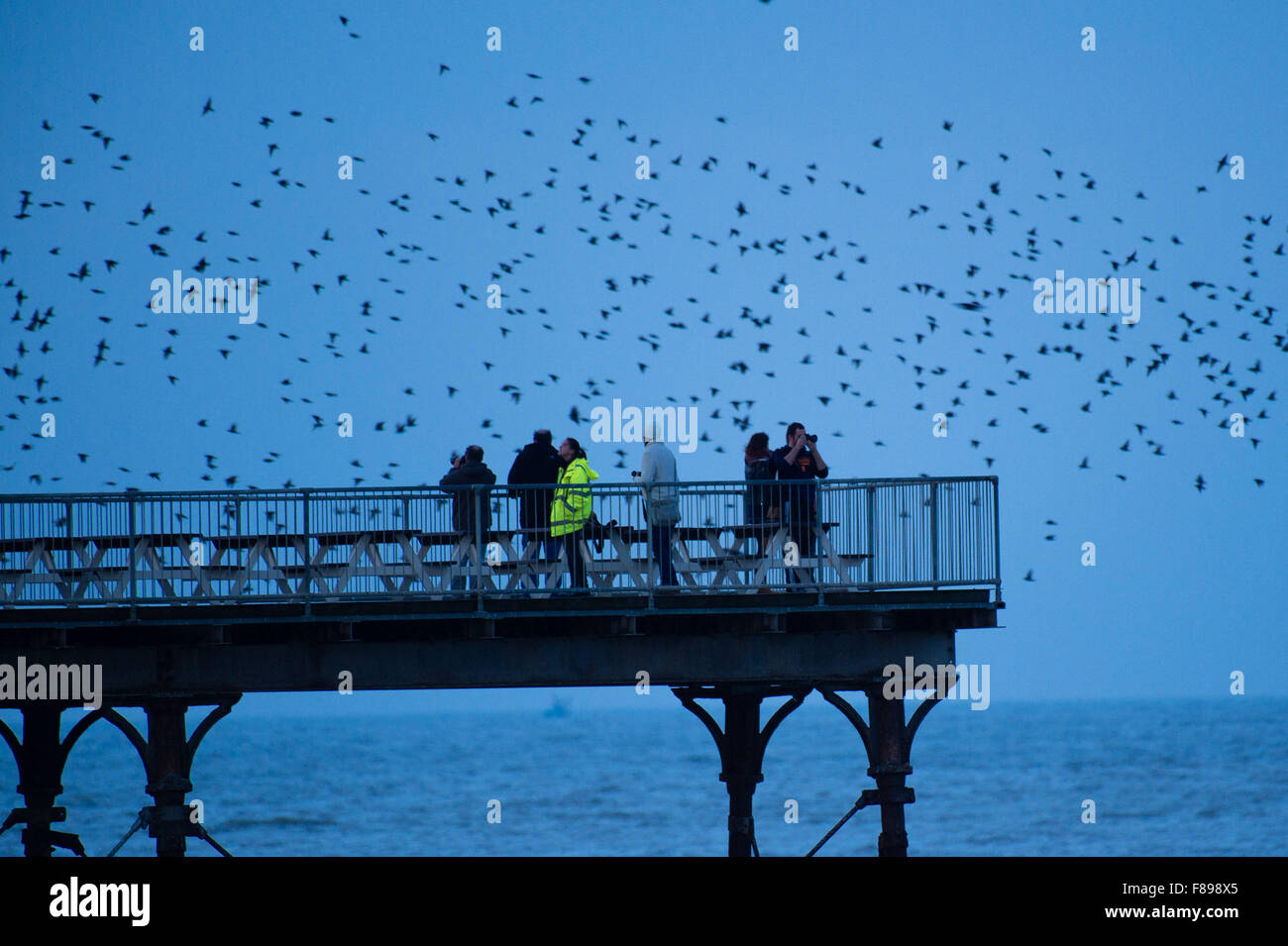 Aberystwyth, Wales, Regno Unito. 7 dicembre, 2015. Le persone si radunano per guardare e fotografare come li abover un gregge di storni eseguire spettacolari visualizza in aria a Aberystwyth sulla West Wales coast ogni sera tra ottobre e marzo di decine di migliaia di uccelli volare in enormi 'murmurations; nel cielo sopra la città prima di stabilirsi a roost per la notte della ghisa alle gambe del lungomare vittoriano Pier. Aberystwyth è uno di soltanto una manciata di urbano starling posatoi in UK Credit: keith morris/Alamy Live News Foto Stock