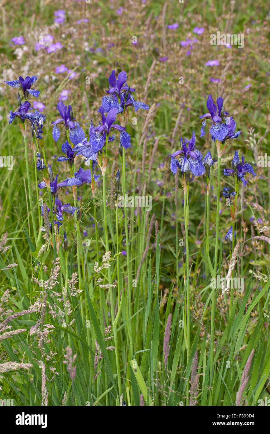 Iris siberiano siberiano bandiera, Sibirische Schwertlilie, Wiesen-Schwertlilie, Wiesen-Iris, Wieseniris, Iris sibirica Foto Stock