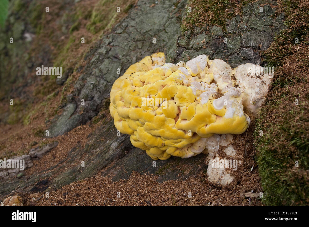 Crab-di-il-woods, zolfo polypore, Pollo dei boschi, Schwefel-Porling, Schwefelporling, sulfurei Laetiporus Foto Stock