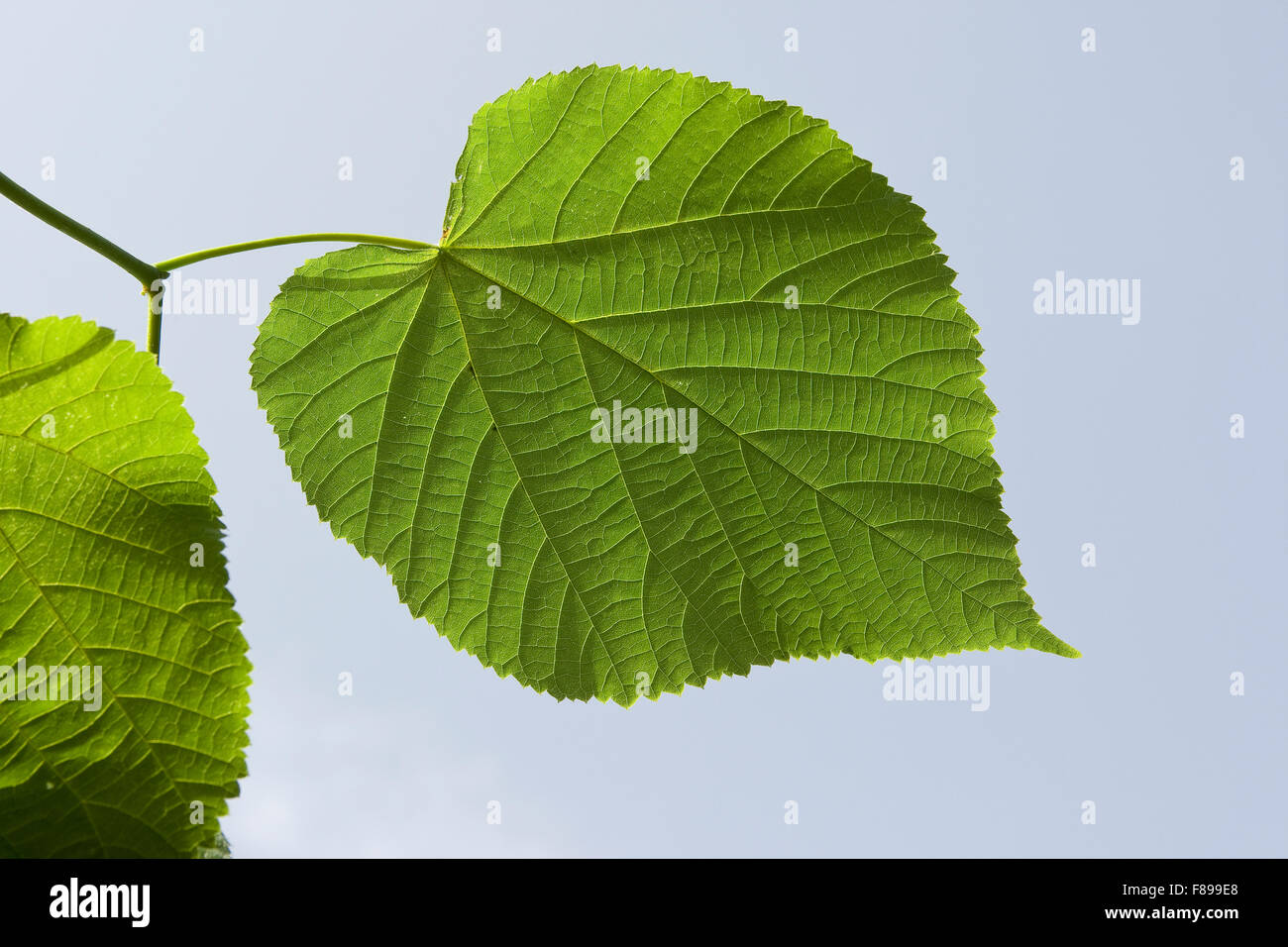 Grandi lasciava in calce, Linden, leaf, foglie Sommerlinde, Sommer-Linde, Linde, Blätter, Blatt, Tilia platyphyllos Foto Stock