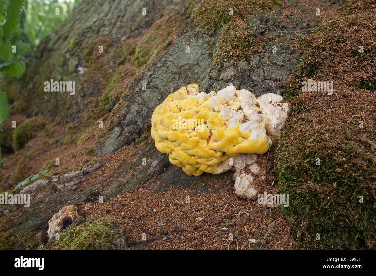 Crab-di-il-woods, zolfo polypore, Pollo dei boschi, Schwefel-Porling, Schwefelporling, sulfurei Laetiporus Foto Stock