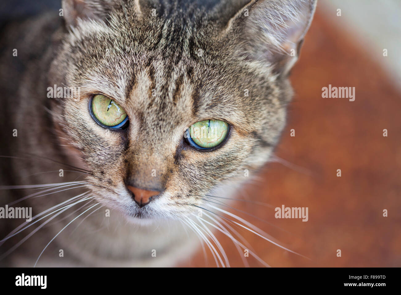 Close-up su una politica europea comune in materia di gatto con gli occhi verdi e Pelliccia Grigia Foto Stock
