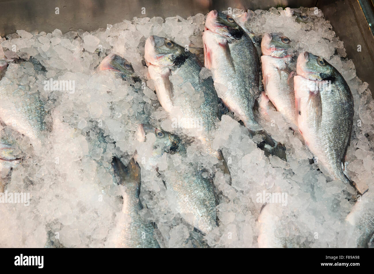 Visualizzate i pesci, Gerusalemme la città vecchia, Israele/Palestina Foto Stock