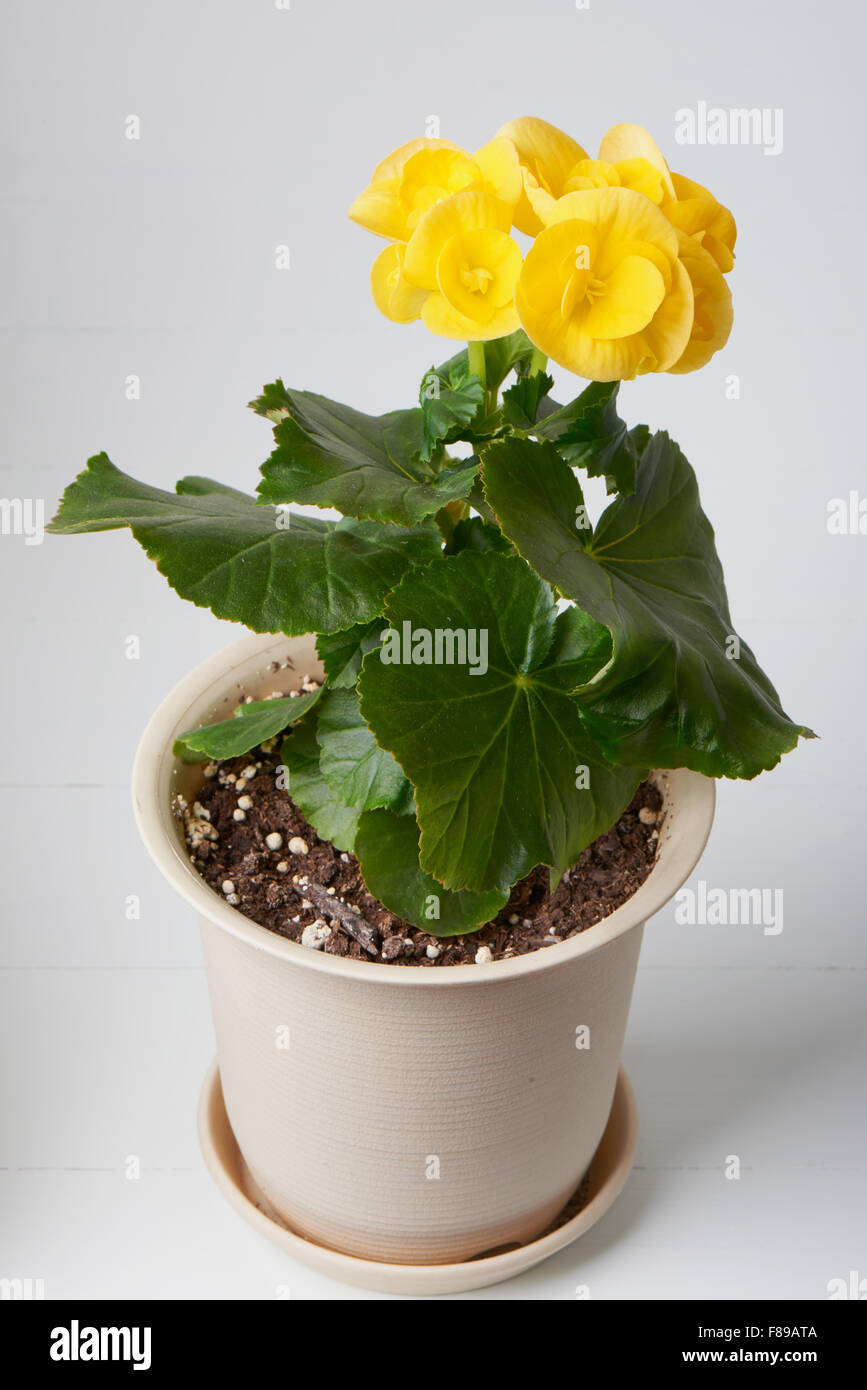 Primo piano del giallo begonia fiori su sfondo bianco Foto Stock