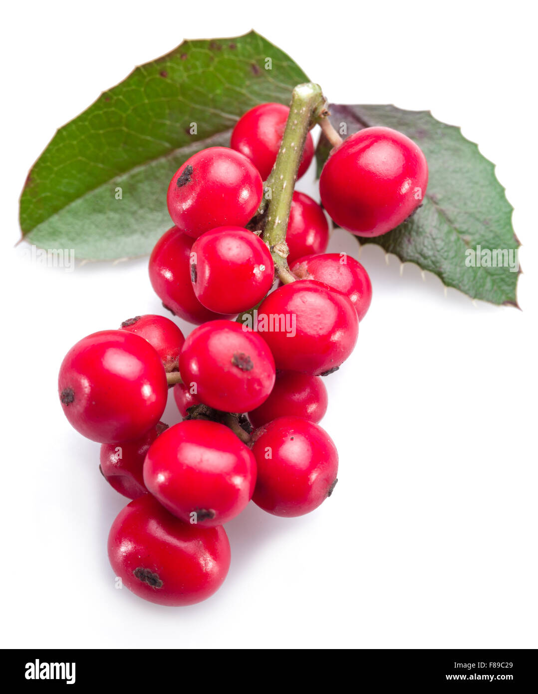 Unione Holly (leccio) foglie e frutta su uno sfondo bianco. Foto Stock