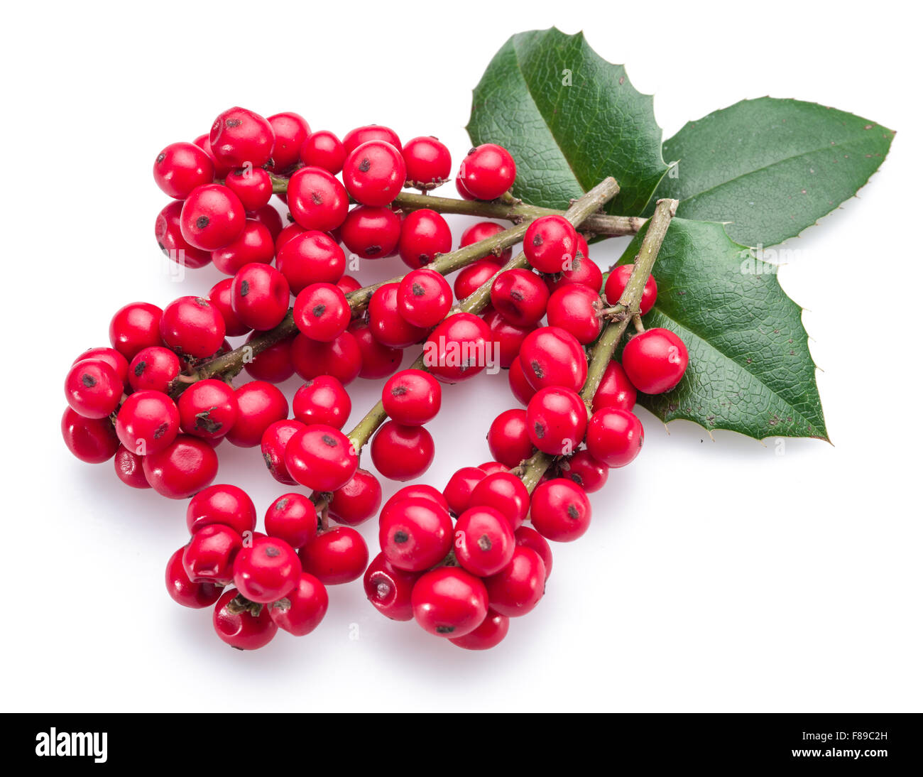Unione Holly (leccio) foglie e frutta su uno sfondo bianco. Foto Stock