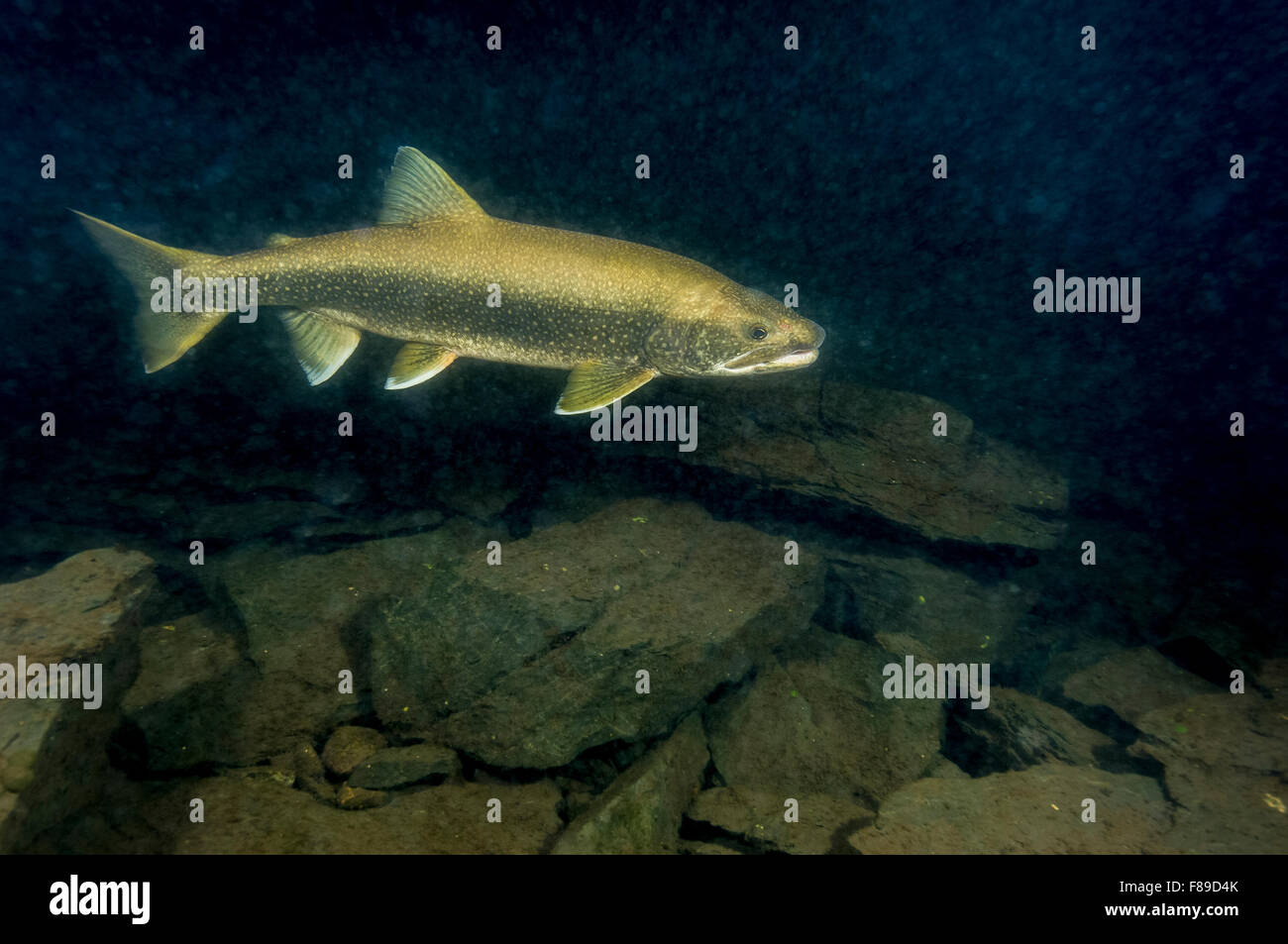 Lago di trota subacquea deposizione di uova in fine autunno Foto Stock