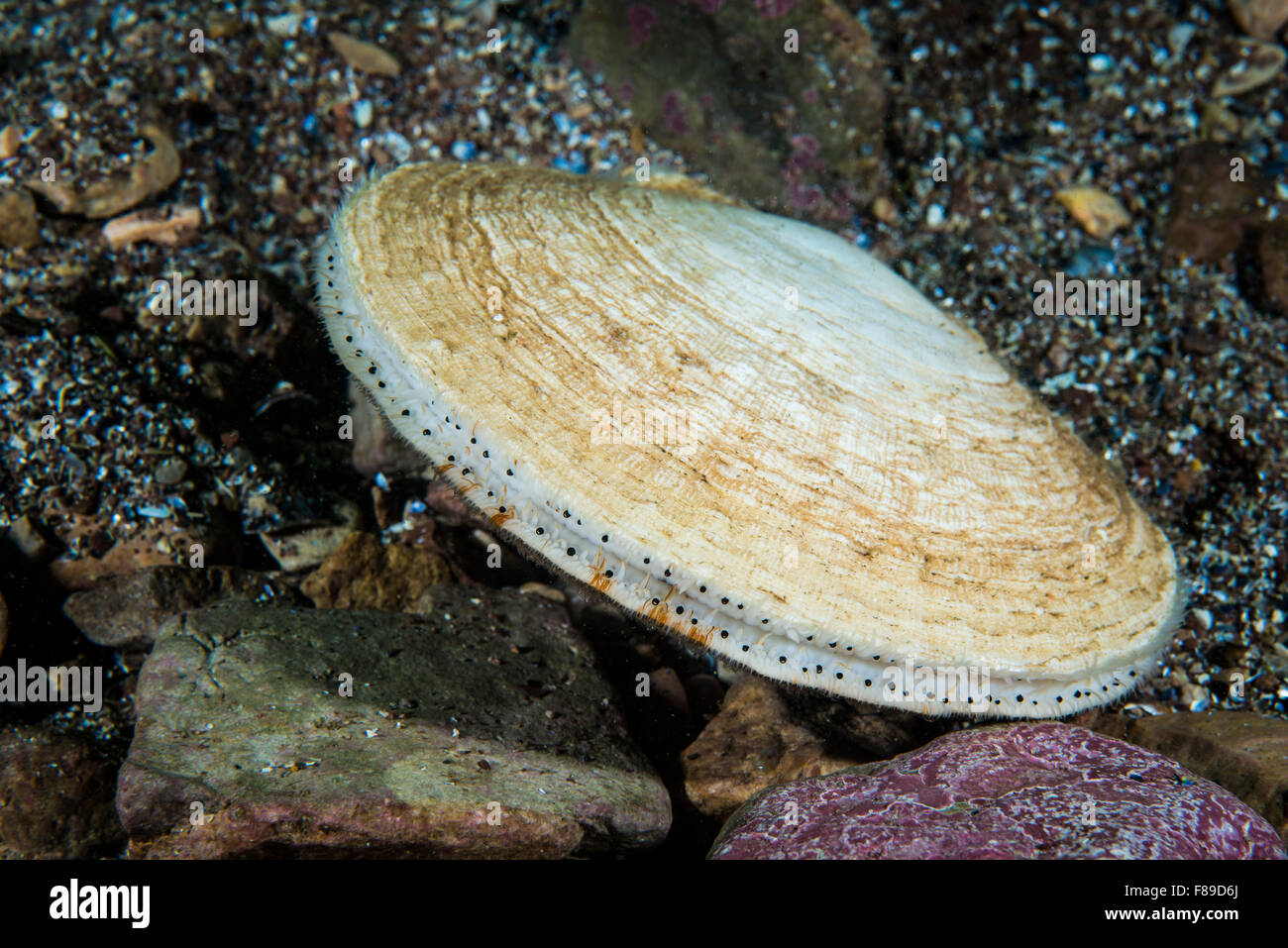 Atlantic Deep-capesante di mare sott'acqua nel fiume San Lorenzo in Canada Foto Stock