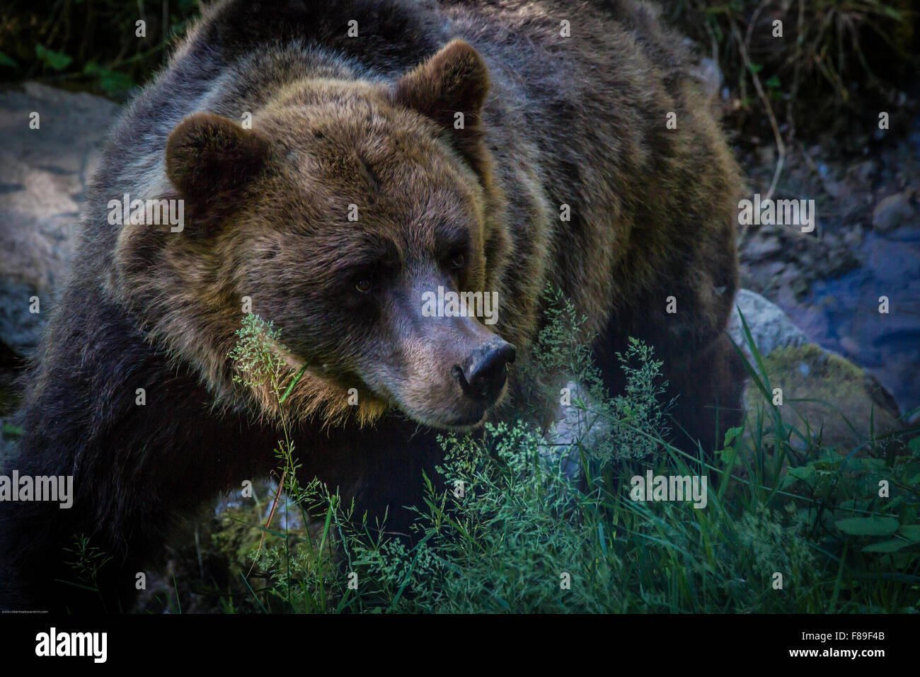 Un orso nei monti del Trentino Foto Stock