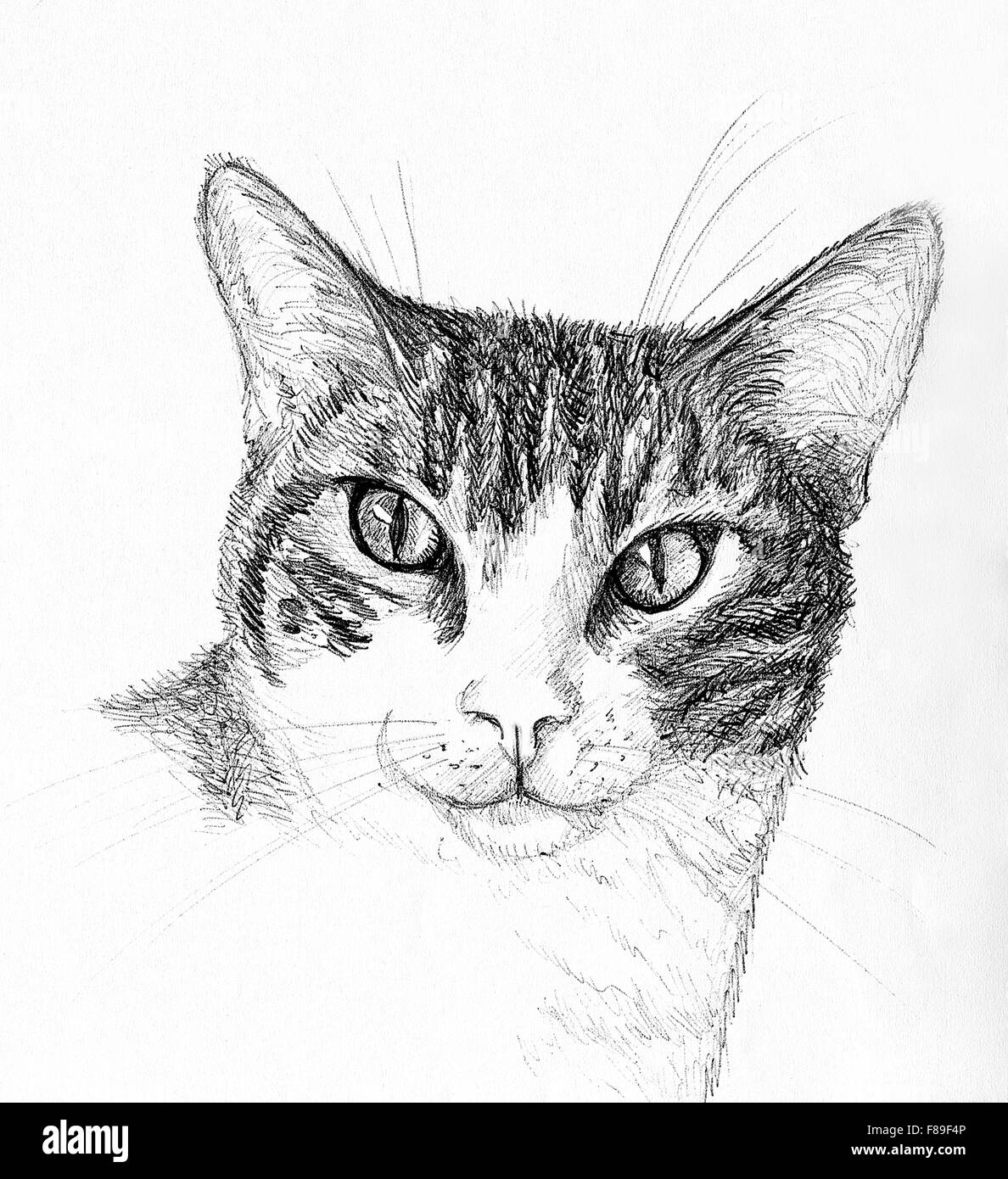Ritratto di tabby e white cat. Illustrazione della penna. Foto Stock