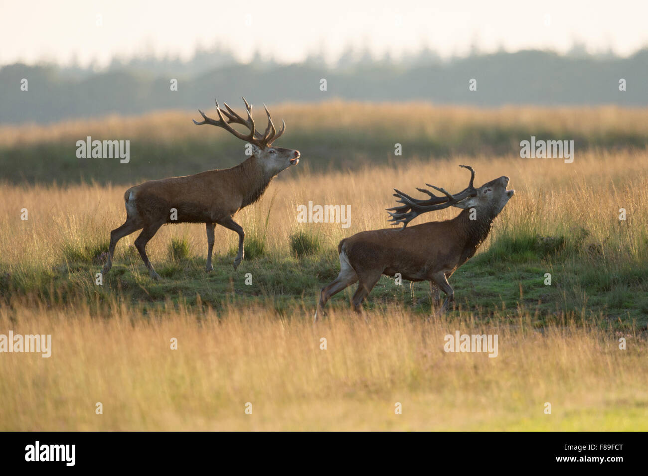 Rivale cervi (Red Deer / Rothirsche ( Cervus elaphus ) sfida avversari di bicchieratura e camminare in parallelo. Foto Stock