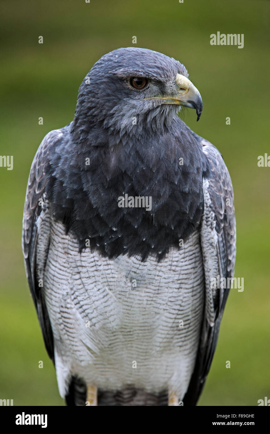 Nero-chested poiana-eagle / Nero buzzard eagle / grigio poiana-eagle / blu cileno eagle (Geranoaetus melanoleucus) close up Foto Stock