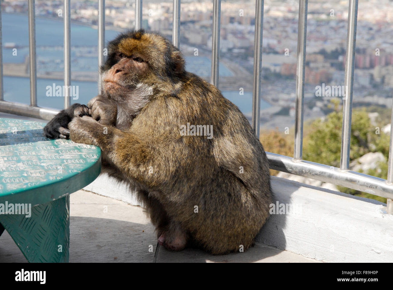 Macaque, uno della colonia che abitano la Rocca di Gibilterra. Foto Stock