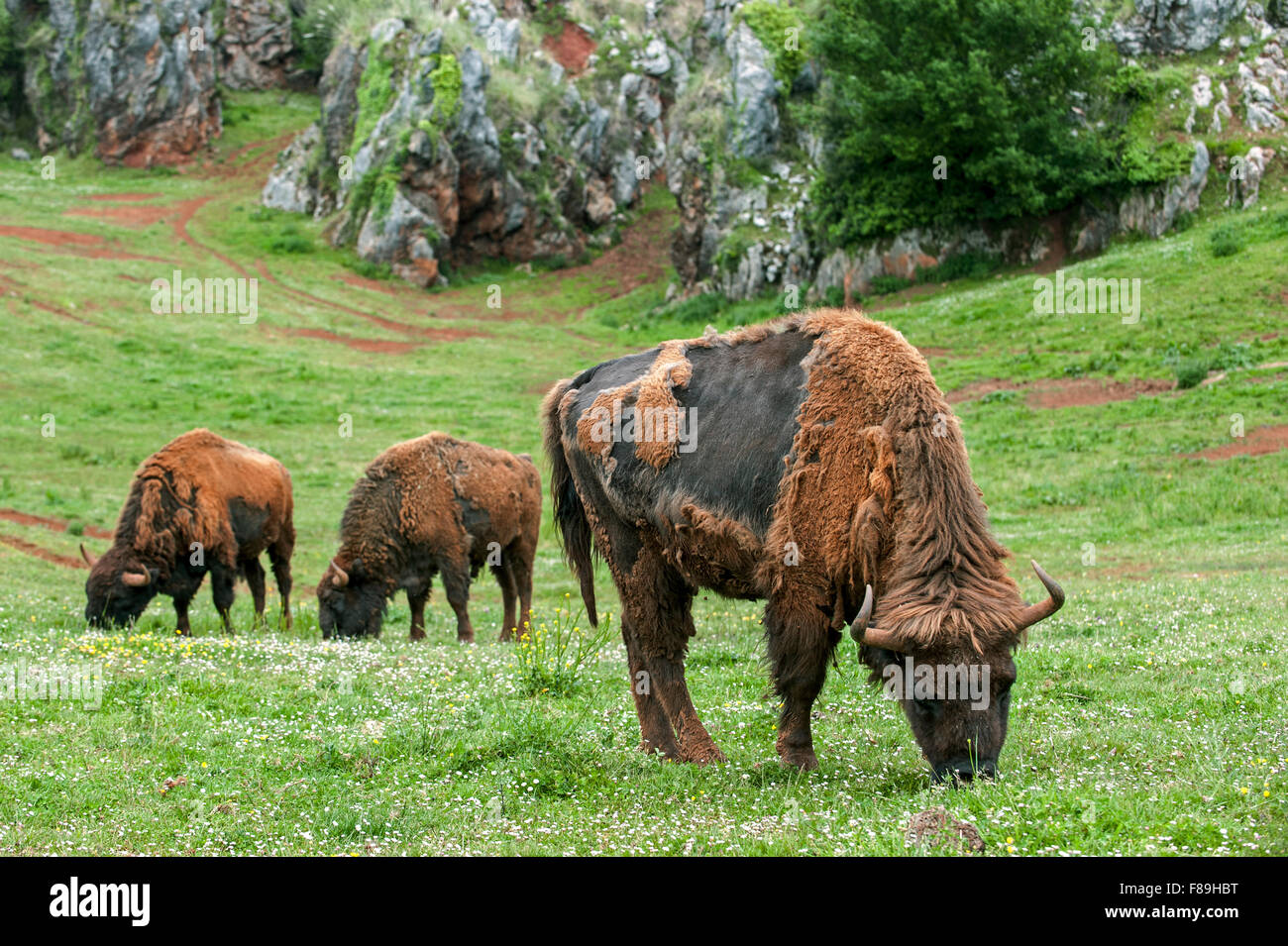 Moulting bisonte europeo / Bisonti Combattenti (Bison bonasus) erba di pascolo in prato in primavera Foto Stock