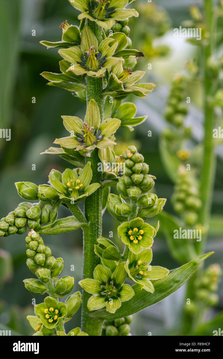 L'elleboro bianco / Europea l'elleboro bianco / bianco Veratrum (Veratrum album) in fiore Foto Stock