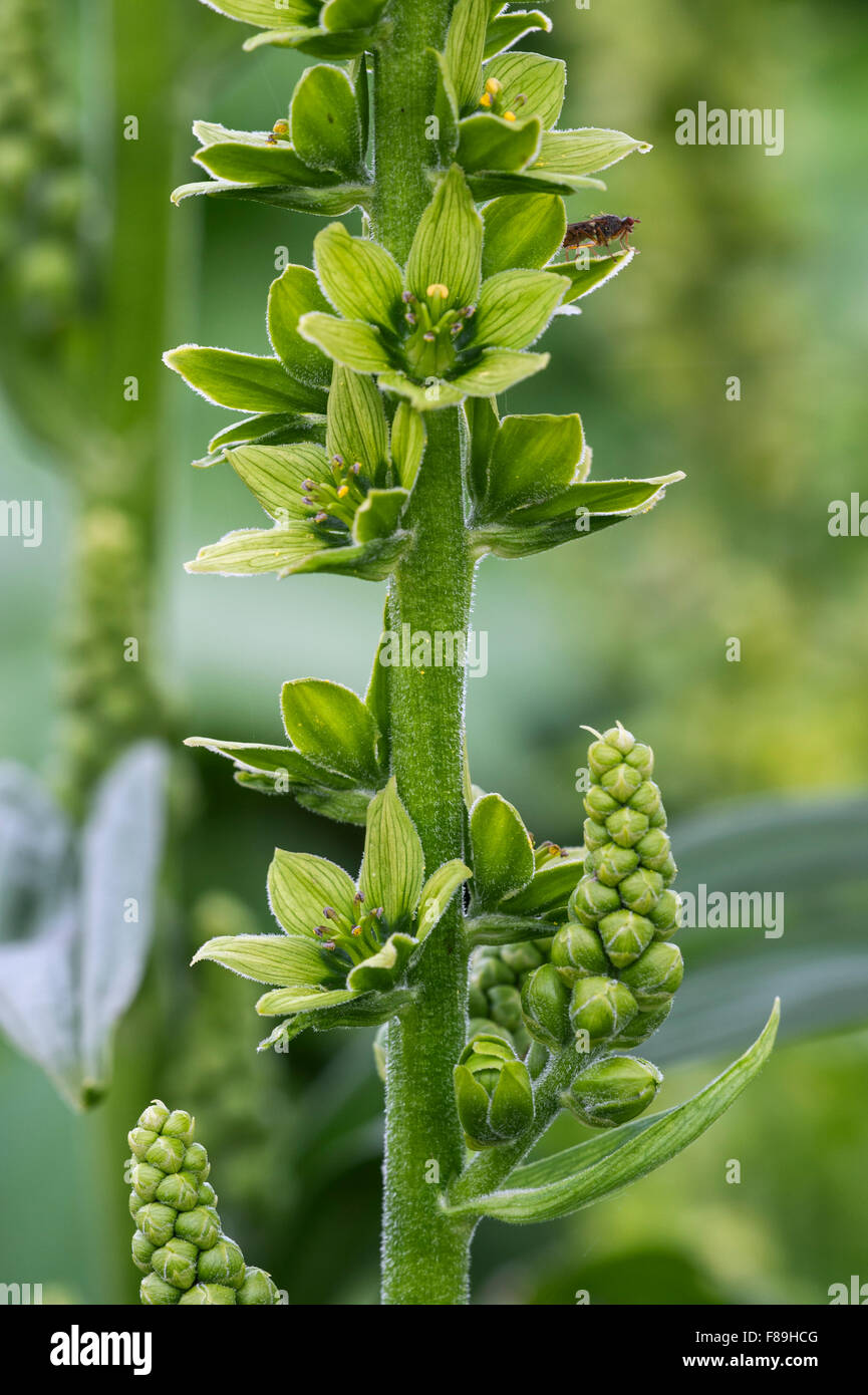 L'elleboro bianco / Europea l'elleboro bianco / bianco Veratrum (Veratrum album) in fiore Foto Stock