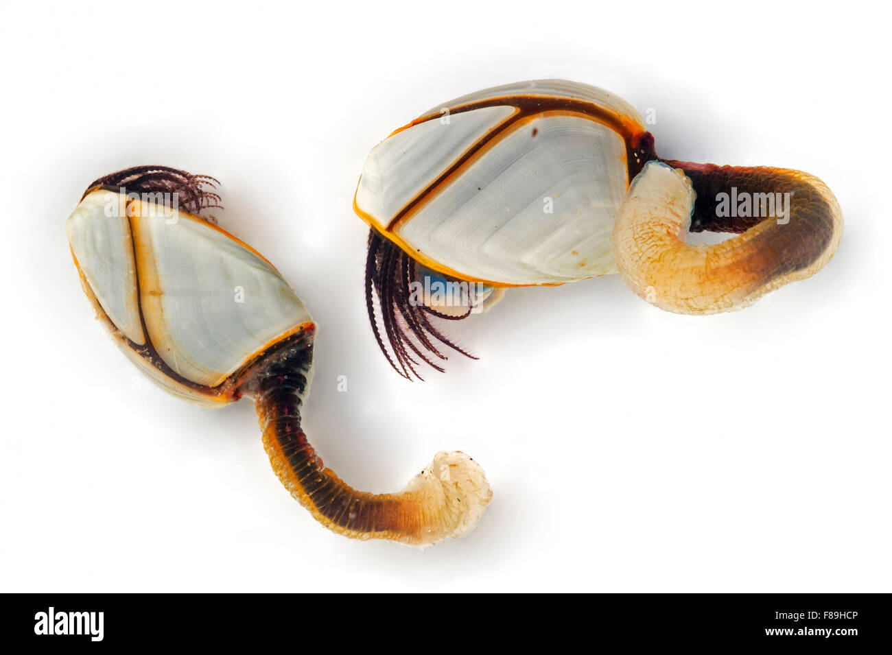 Oca comune cirripedi / pesca pelagica a collo d'oca barnacle / liscia a collo di cigno cirripedi (Lepas anatifera) su sfondo bianco Foto Stock