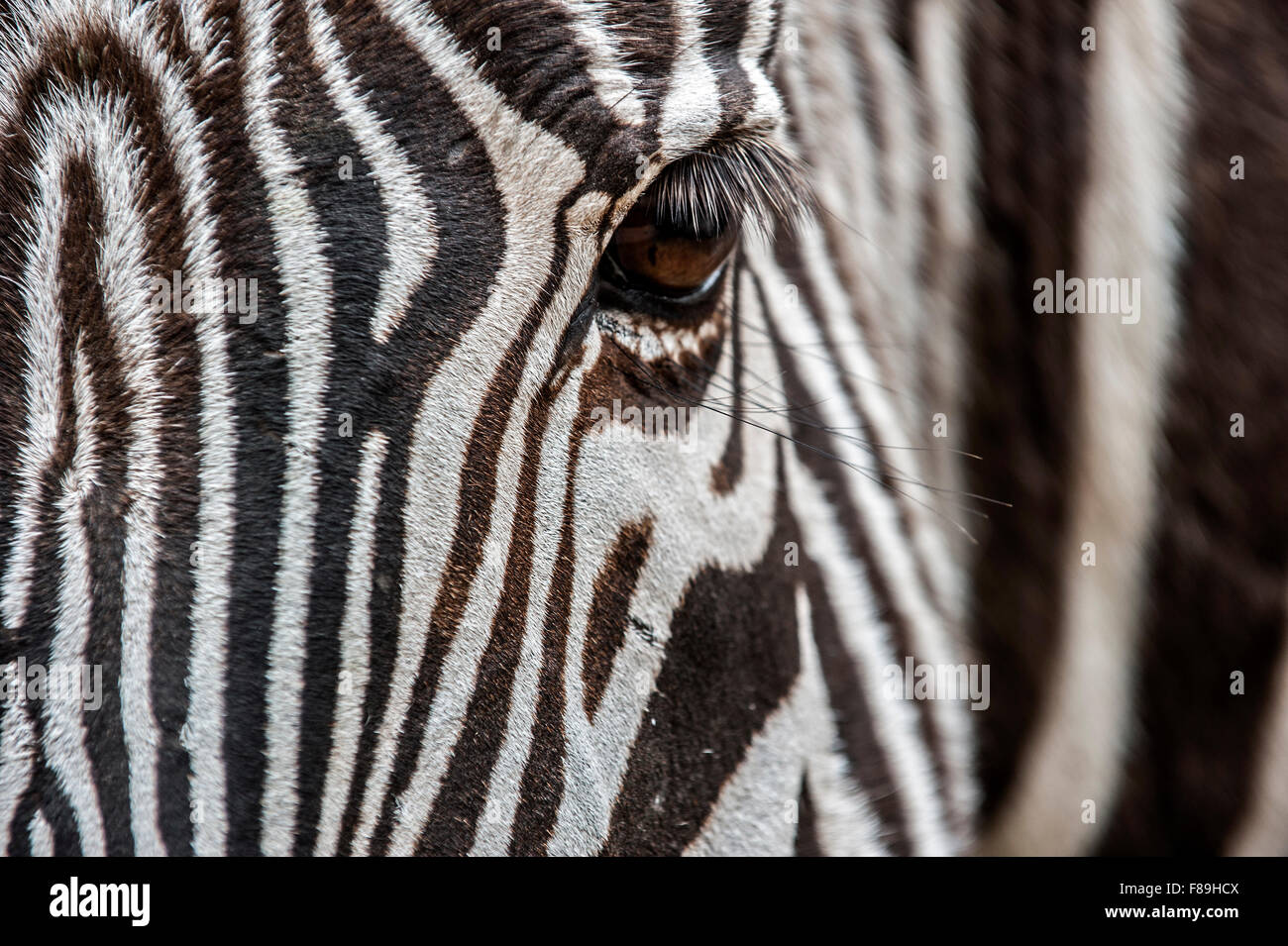 Grévy's zebra / imperial zebra (Equus grevyi) nativi in Kenya e in Etiopia, chiudere fino a strisce di testa Foto Stock