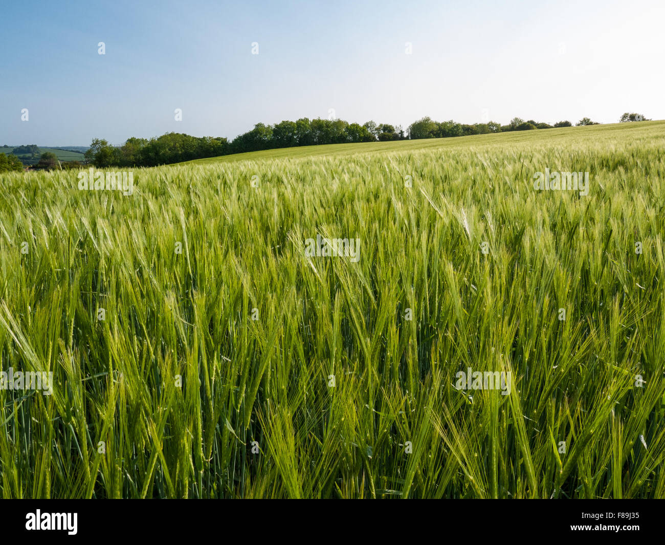 Campicoltura. Campo della coltivazione di orzo Foto Stock