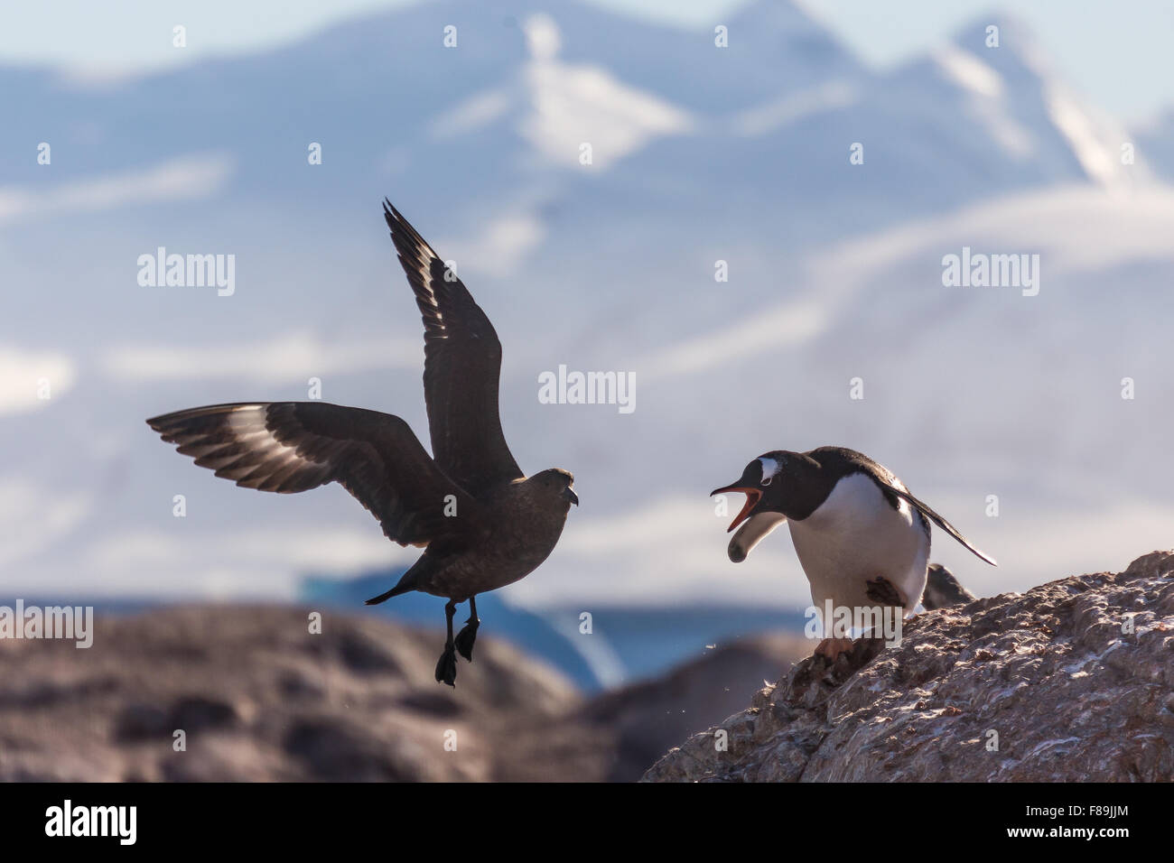 Penguin versus Skua a de Cuverville Island, Antartide Foto Stock