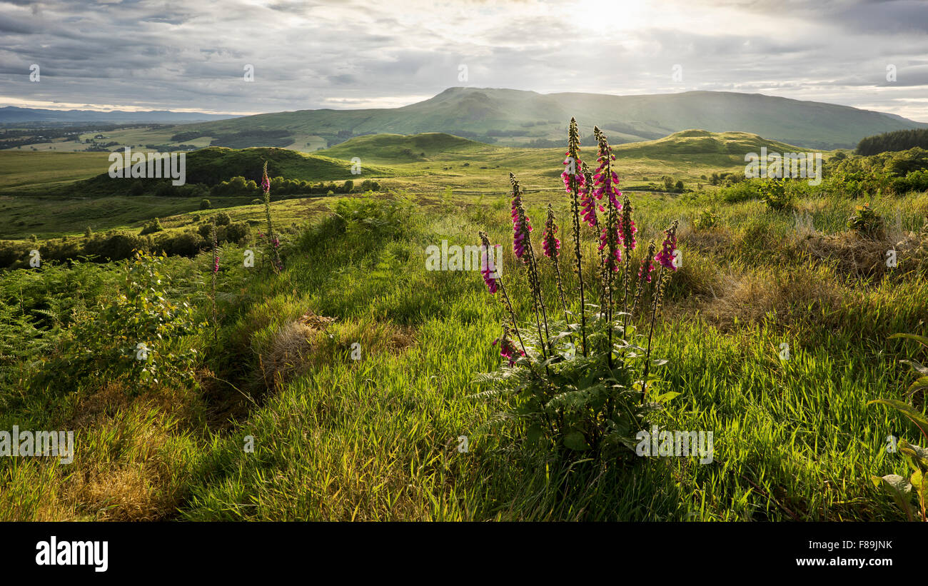 Campsie Fells mountain range, Scozia, europa Foto Stock