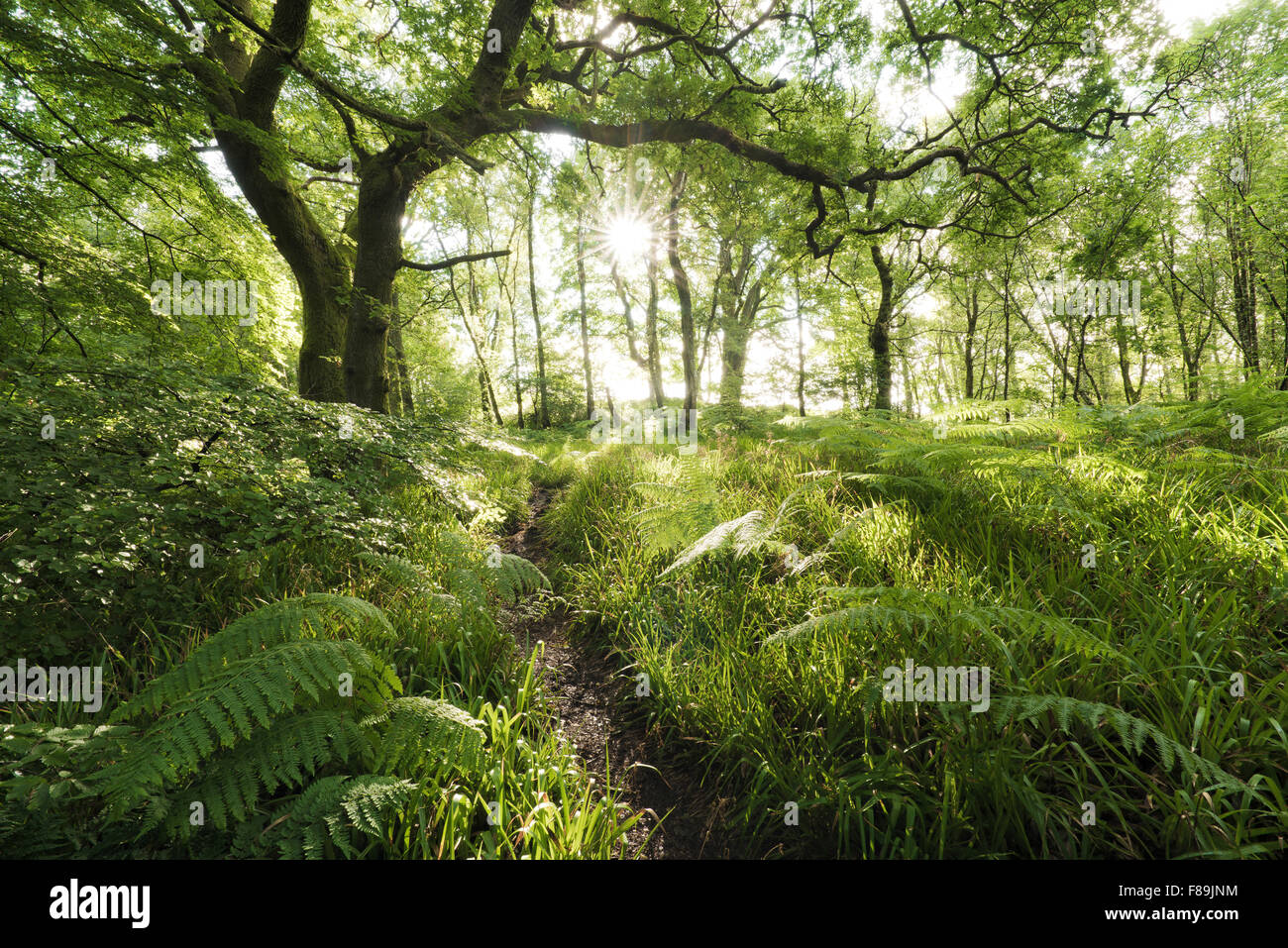 Foresta mistica, Scozia, europa Foto Stock