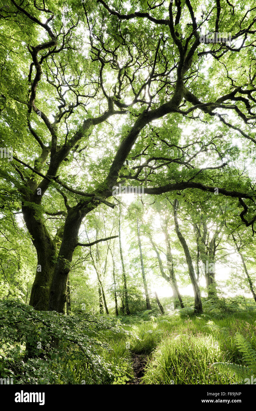 Foresta mistica, Scozia, Europa Foto Stock