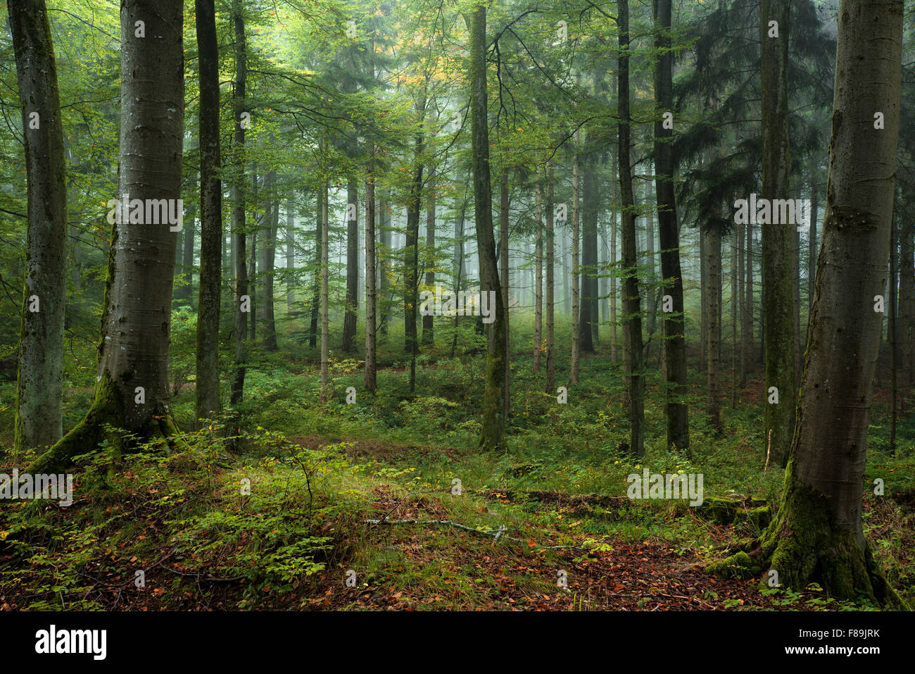 In autunno la foresta, parco naturale di Augsburg Western foreste, Baviera, Germania, Europa Foto Stock