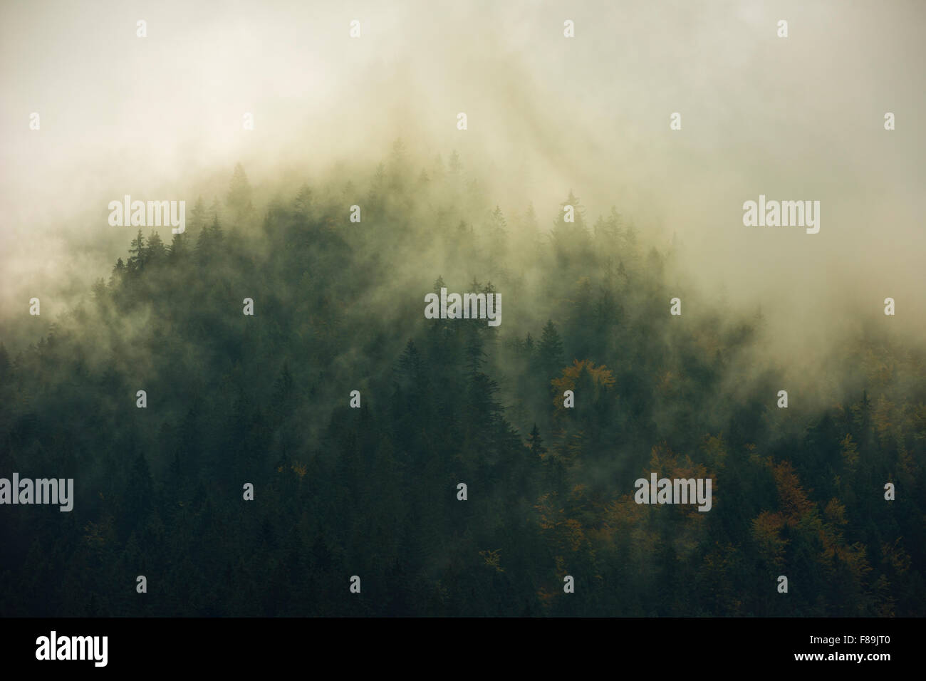 Bosco autunnale, Carpazi, Slovacchia, europa Foto Stock