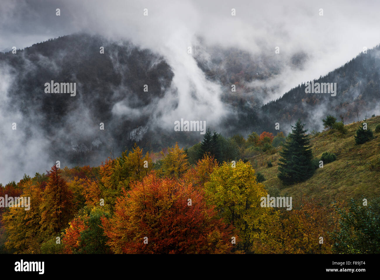 Bosco autunnale, Carpazi, Slovacchia, Europa Foto Stock