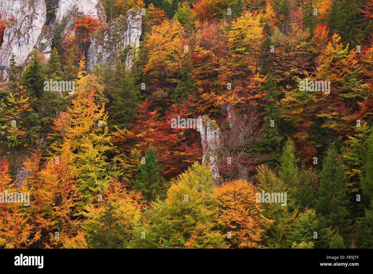 Bosco autunnale, Carpazi, Slovacchia, Europa Foto Stock