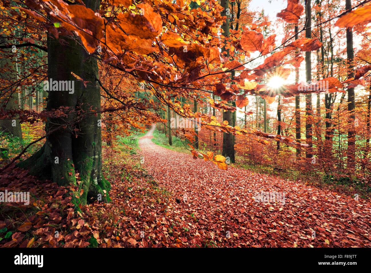 In autunno la foresta, parco naturale di Augsburg western foreste, Baviera, Germania, Europa Foto Stock