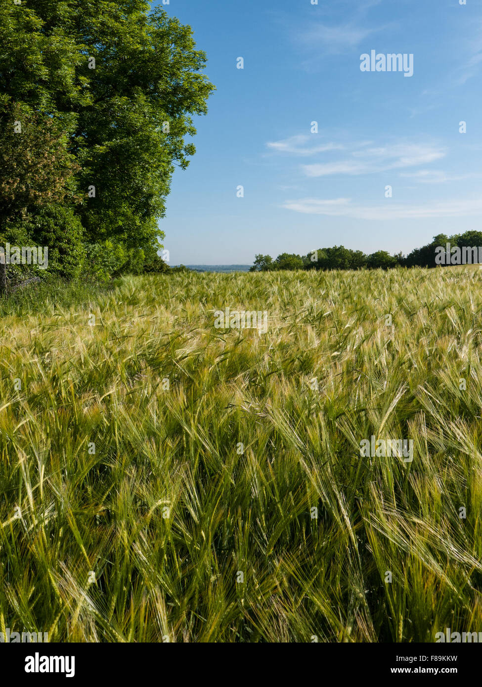 Campicoltura. Campo della coltivazione di orzo Foto Stock