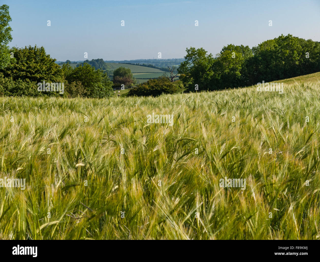 Campicoltura. Campo della coltivazione di orzo Foto Stock