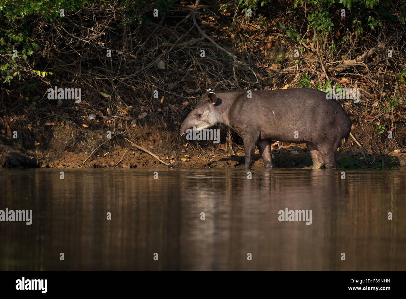 Il tapiro di pianura in corrispondenza di un bordo del fiume nel Pantanal Foto Stock
