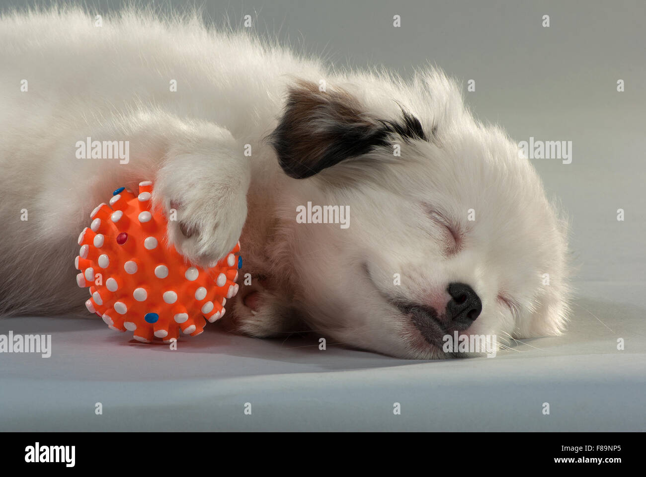 Ritratto del cucciolo a pelo del compagno si mescola con una sfera arancione. sfondo grigio, formato orizzontale. Foto Stock