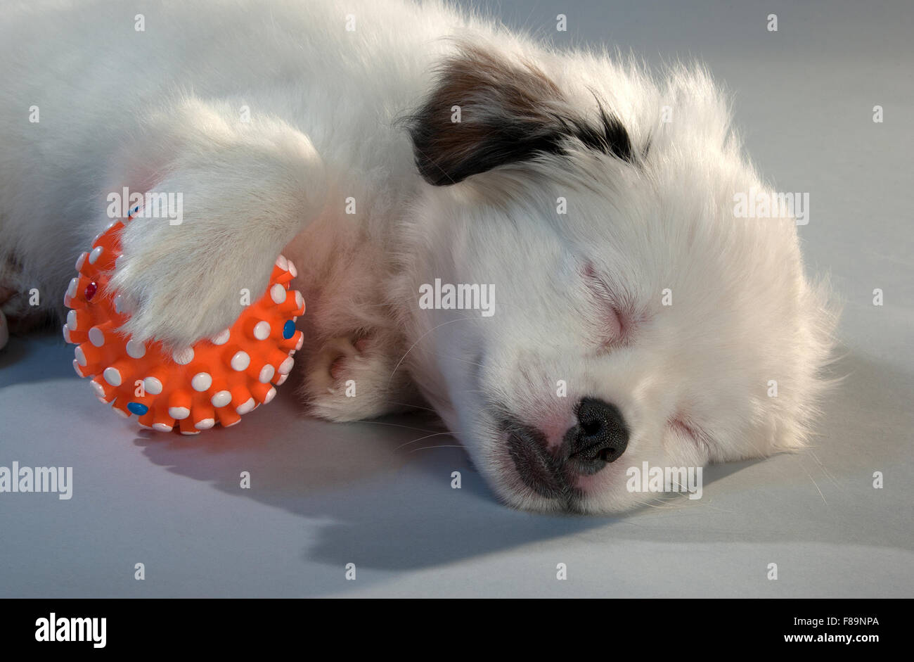 Ritratto del cucciolo a pelo del compagno si mescola con una sfera arancione. sfondo grigio, formato orizzontale. Foto Stock