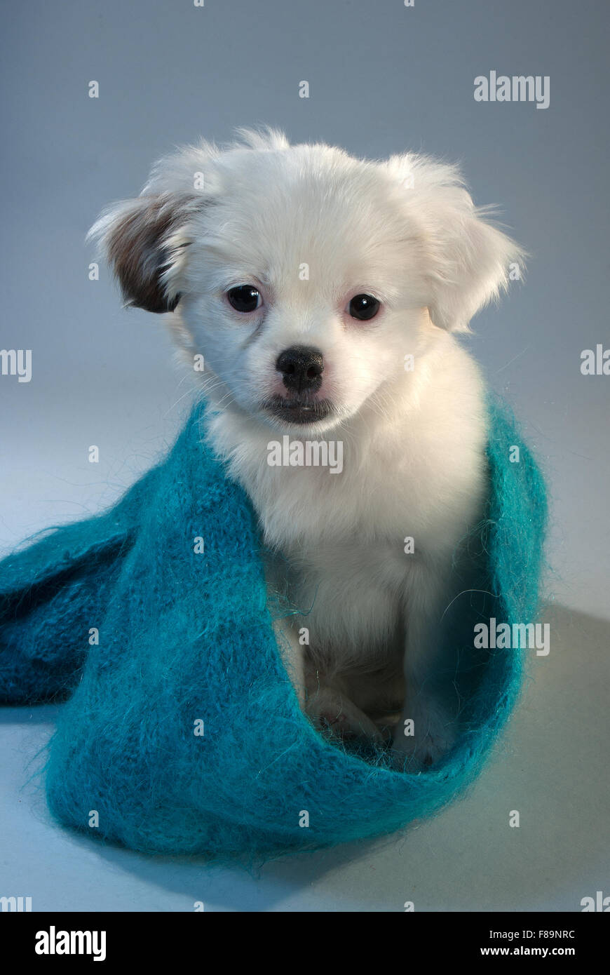 Ritratto di un cucciolo di mix companion in una sciarpa lavorata a maglia. sfondo grigio, formato verticale Foto Stock