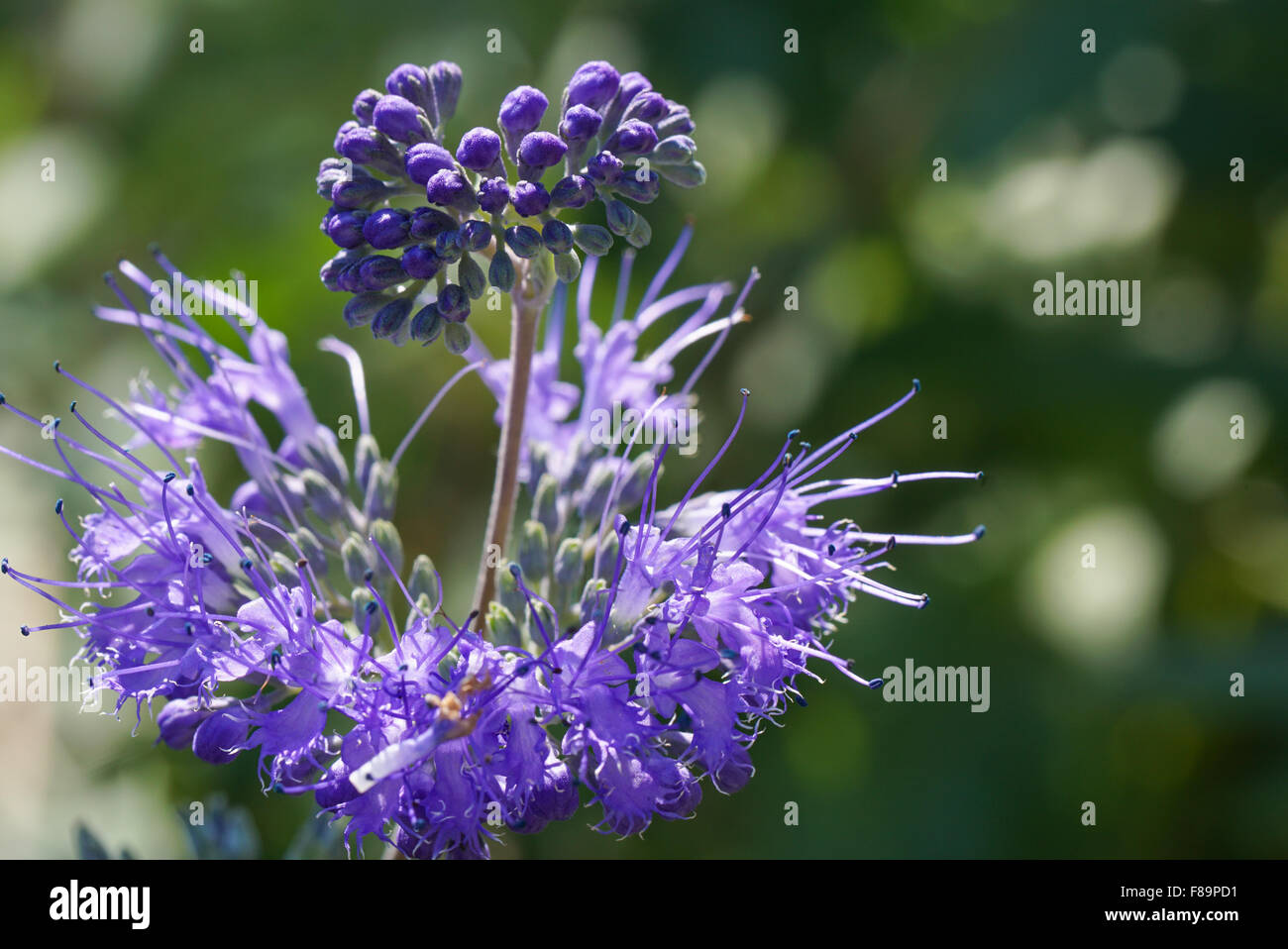 Barba blu (Caryopteris) poco viola boccioli di fiori selvaggi e blumi. Foto Stock