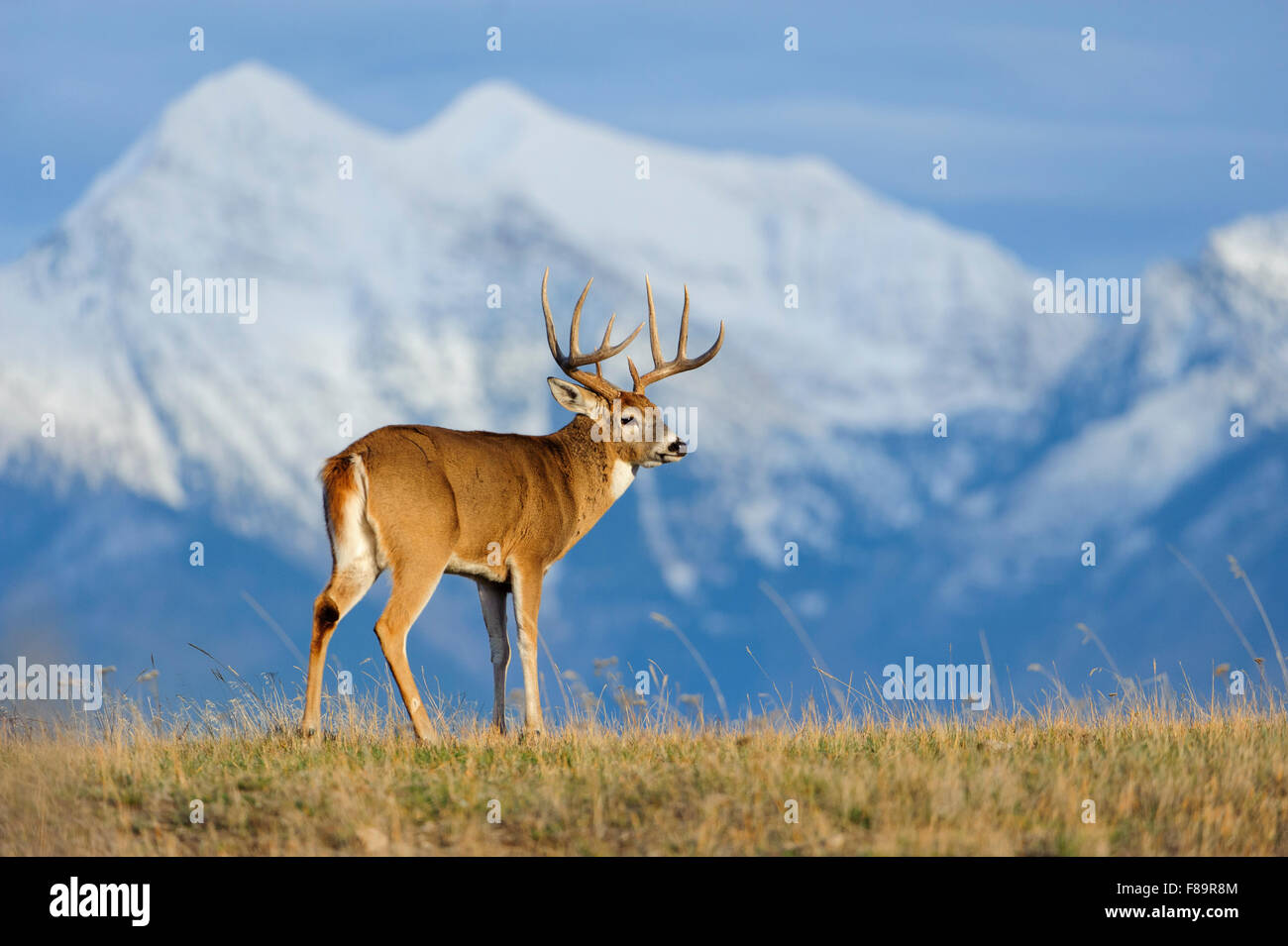 Un bianco-tailed buck (Odocoileus virginianus) sta di fronte montagne innevate, America del nord Foto Stock